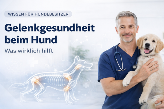Gelenkgesundheit beim Hund – Physiologie, Chondroprotektion & nutritive Ansätze