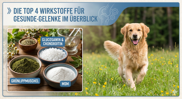 Wirkstoffe im Überblick - Grünlippmuschel, Glucosamin, Chondroitin und MSM