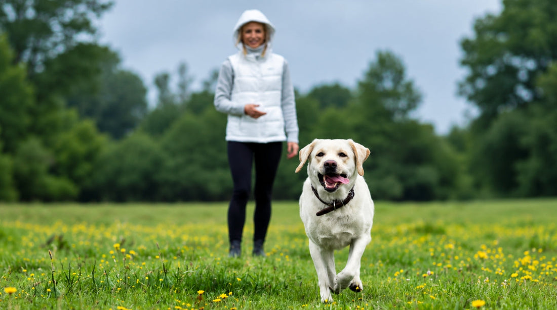 Gelenkprobleme beim Hund erkennen: 7 Anzeichen im Alltag