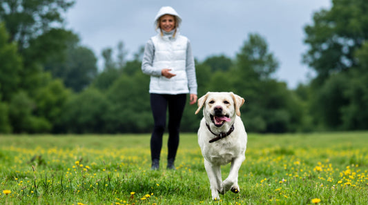 Gelenkprobleme beim Hund erkennen: 7 Anzeichen im Alltag