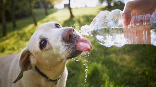 Wie viel Wasser braucht ein Hund am Tag?