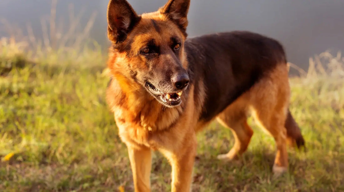 Hunde-Longevity: Was wirklich einen Einfluss auf gesundes Altern hat