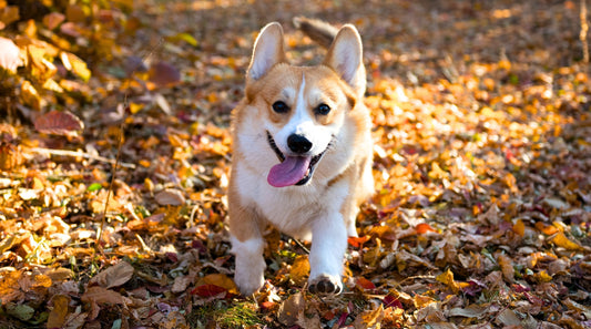 Kälte und Hundegelenke: Werden Hunde im Herbst wirklich steifer?