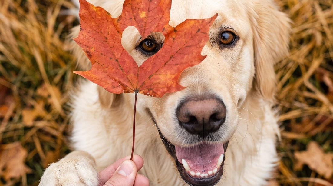 10 Herbsttipps für Dog Moms: So begleitest du deinen Hund durch die Jahreszeit