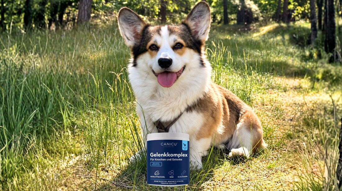 Gelenkkomplex für Hunde: Warum eine abgestimmte Rezeptur zählt