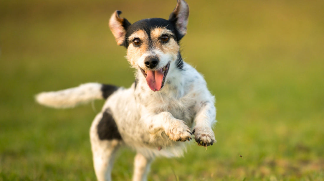Muskeln sind Altersvorsorge: So bleibt dein Hund länger mobil