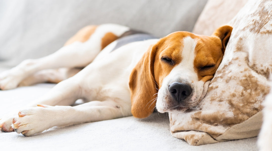 Wie viel Schlaf braucht ein Hund wirklich?