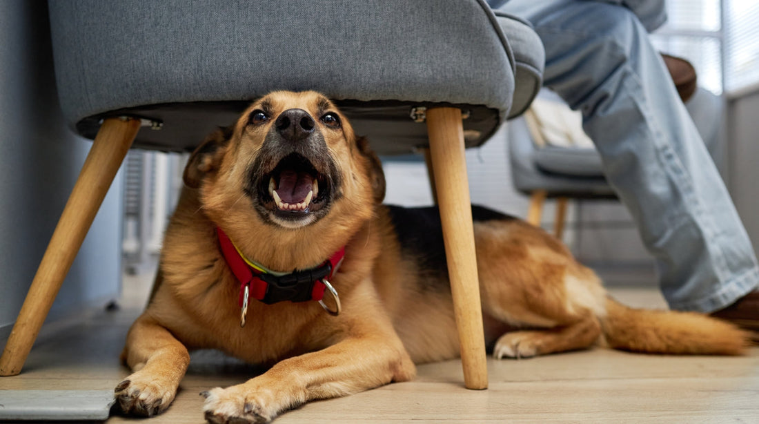 Hund im Homeoffice: So klappt der Alltag für euch beide