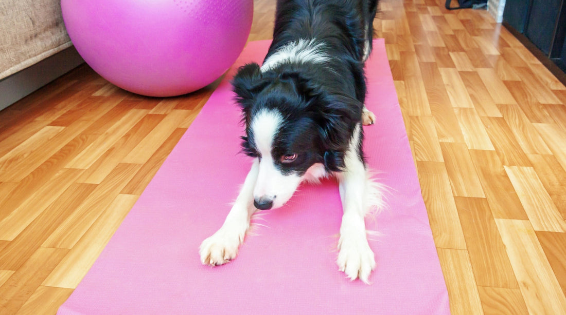 Indoor-Übungen für Hunde: 5 Ideen für bewegliche Regentage