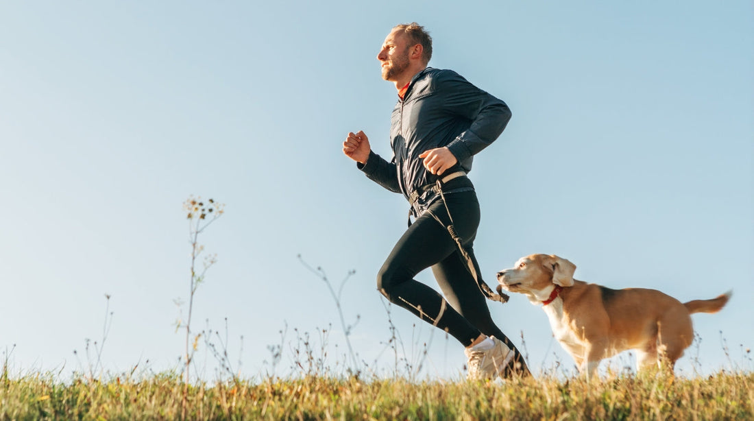 Longevity beim Hund: So förderst du gesunde Lebensjahre