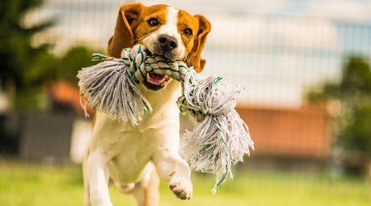 Hund geistig fit halten: Was wirklich wichtig ist