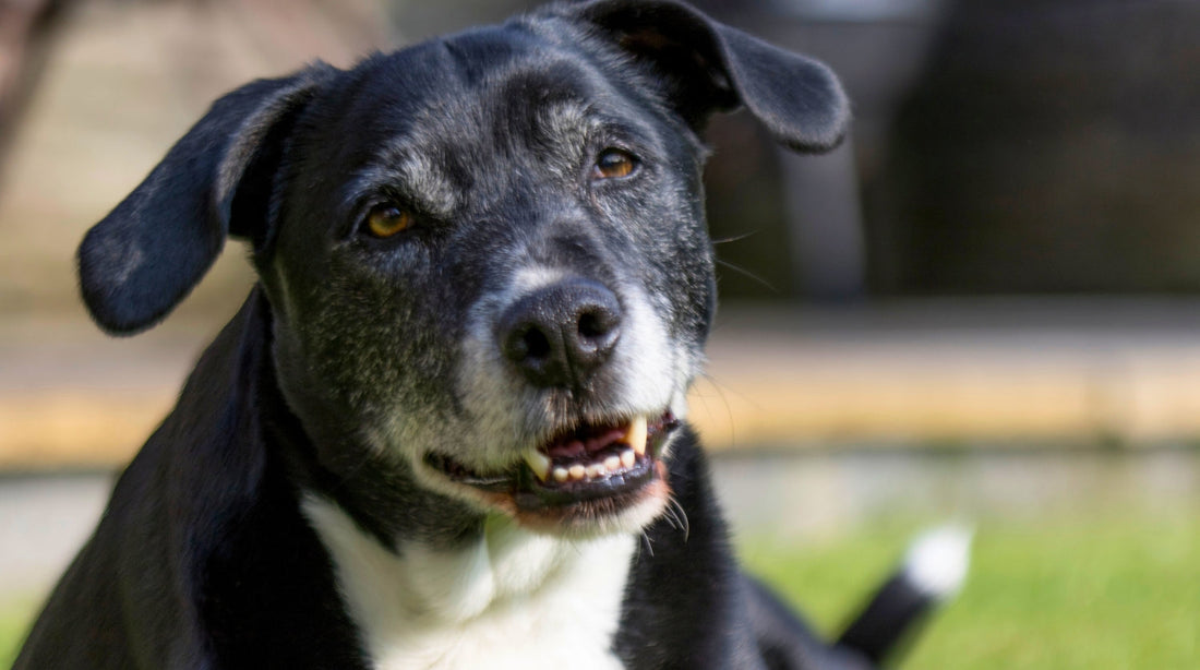 Muskelabbau beim alten Hund: Ursachen erkennen und richtig handeln