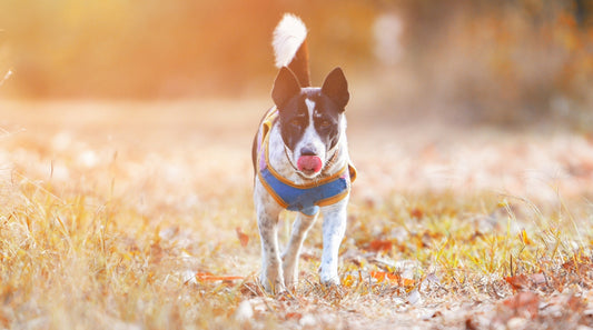 Hund und Gelenke im Winter: So gestaltest du Spaziergänge bei Kälte