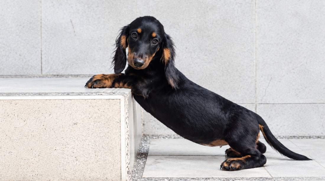 Gelenke beim Dackel: Warum CANICU auch für kleine Hunde geeignet ist