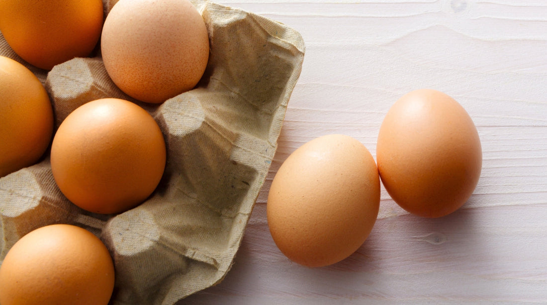 Dürfen Hunde Eier essen? Das solltest du wissen