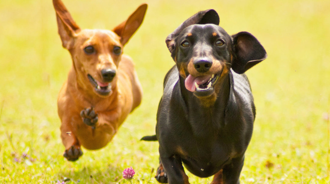 hunde longevity dackel sport