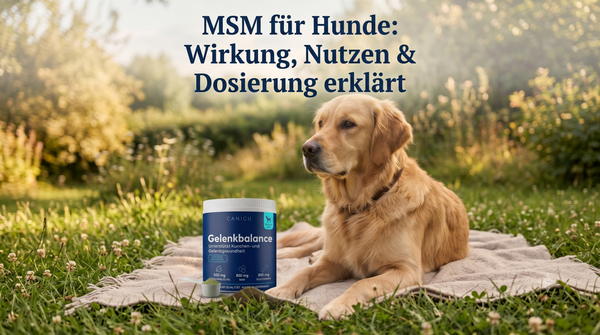 MSM für Hunde: Wirkung, Nutzen & Dosierung erklärt