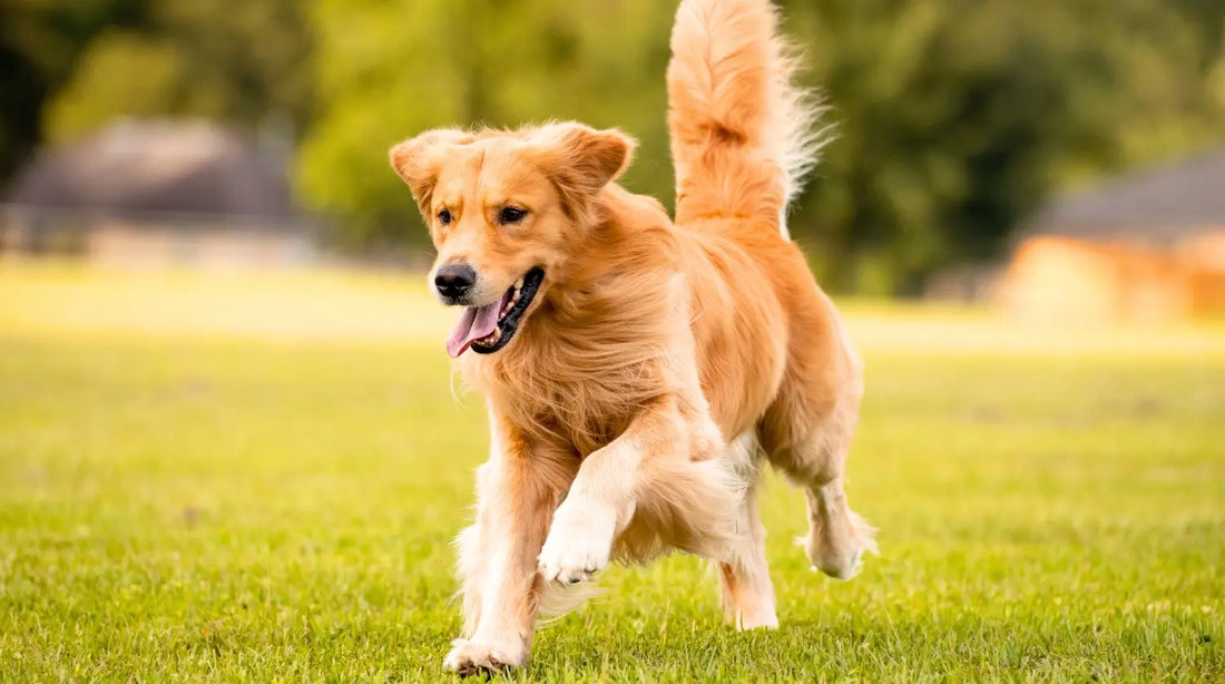 longevity muskeln reserve hunde