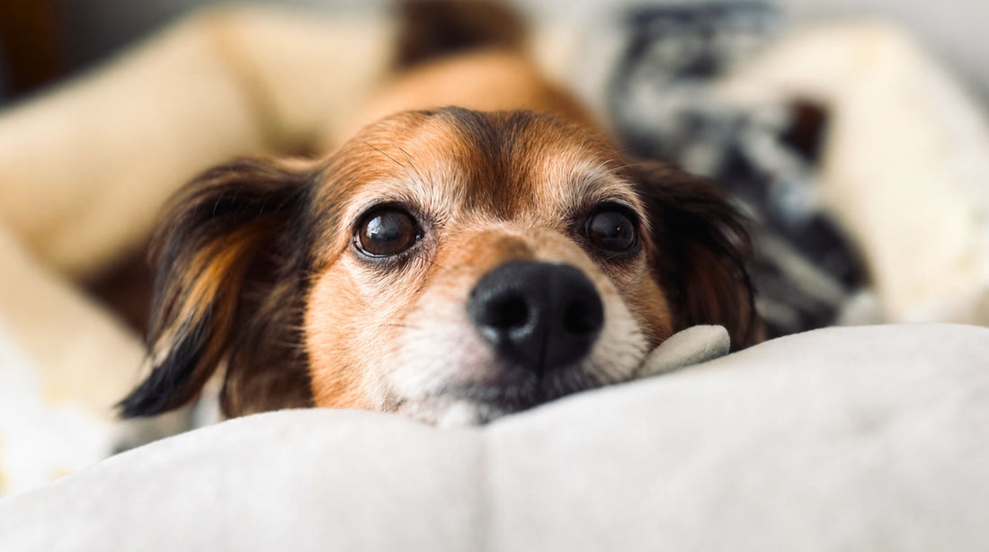 longevity hund süß liegend