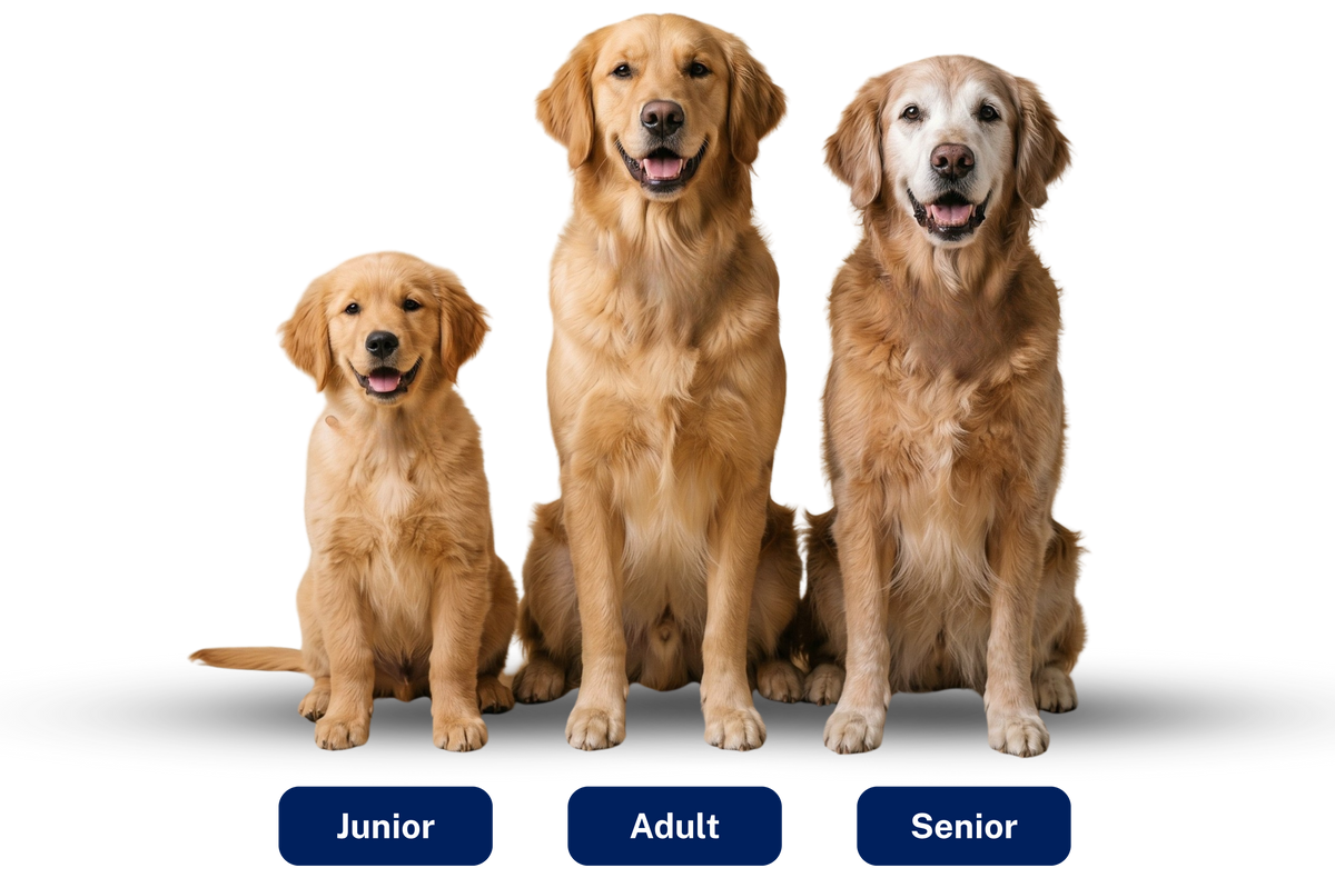 3_Hunde