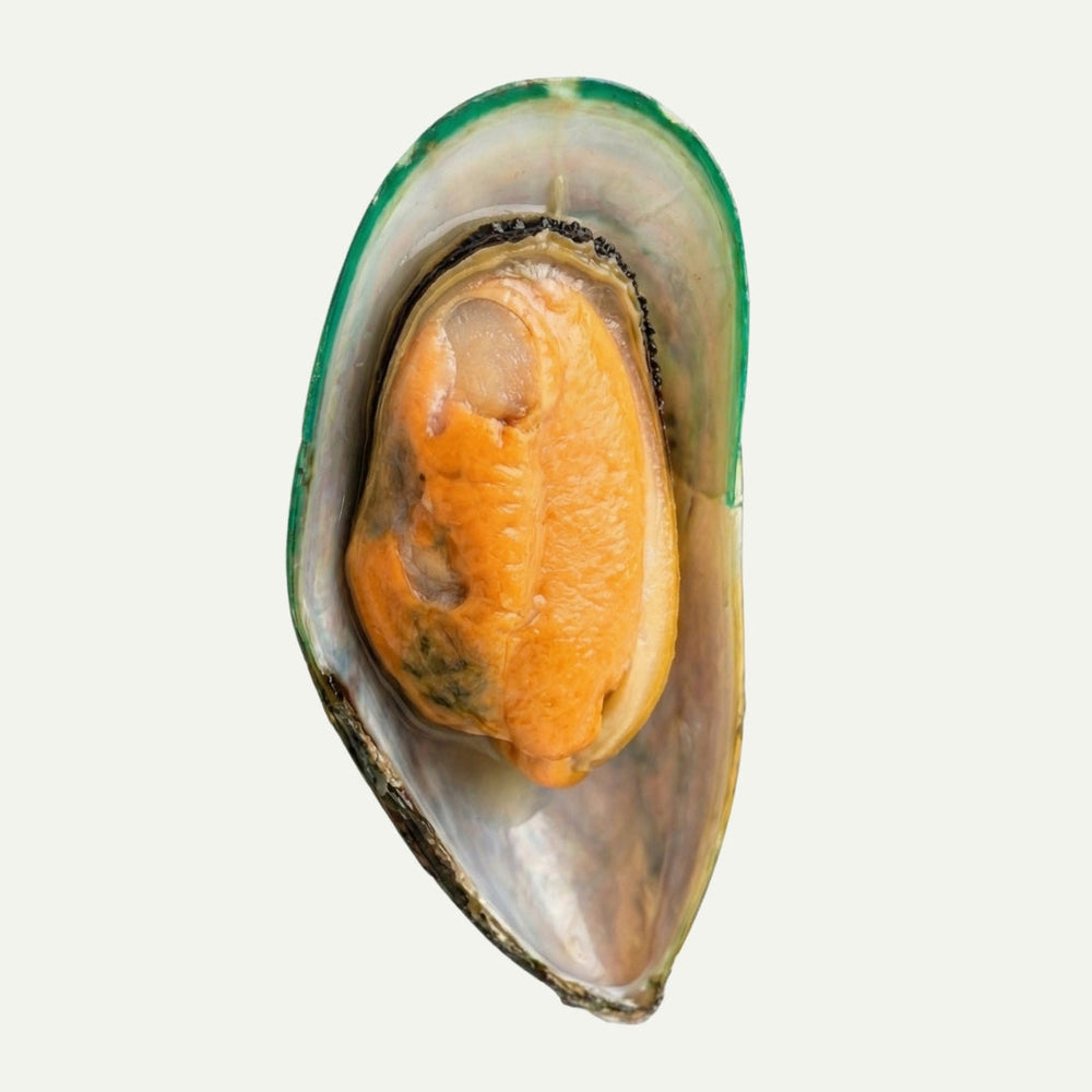 Gruenlippmuschel